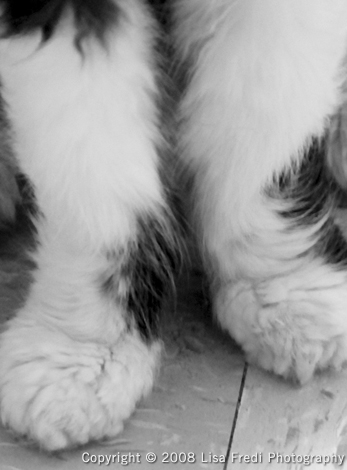 Contact Paws